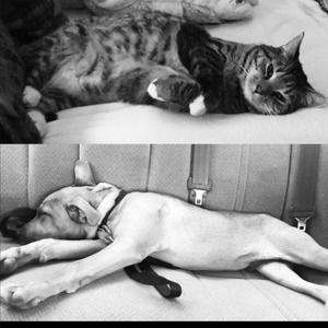 Meet your Posher, Elysar